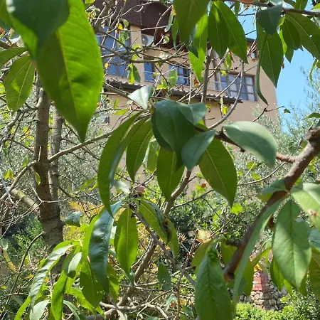 بيت ضيافة Mugs Ljaknasi