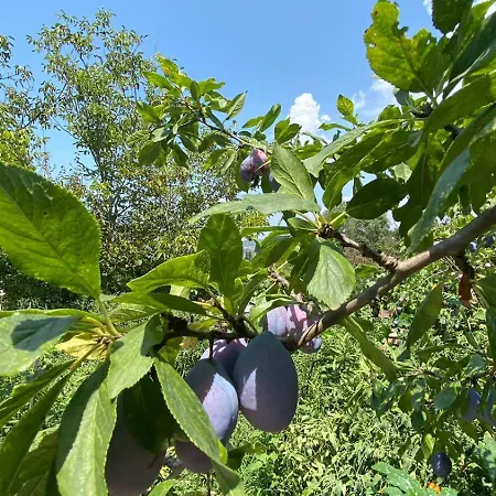 Mugs بيت ضيافة