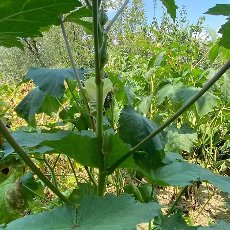 بيت ضيافة Mugs