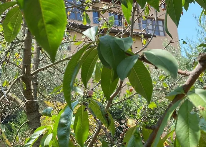 Pensionat Mugs Ljaknasi