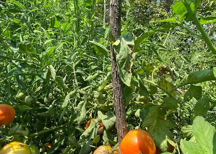 招待所 Mugs Ljaknasi