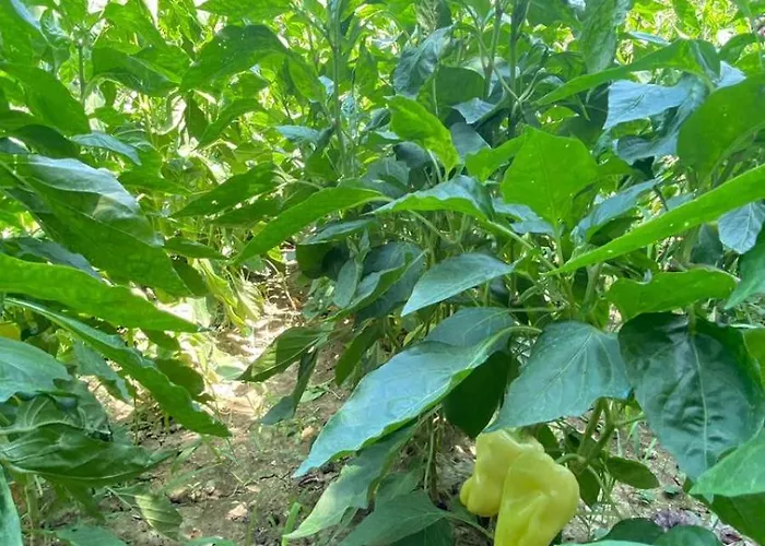 Mugs 招待所 Ljaknasi